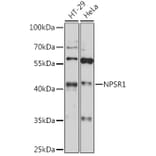 Western Blot - Anti-NPSR1 Antibody (A89858) - Antibodies.com