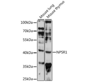 Western Blot - Anti-NPSR1 Antibody (A89859) - Antibodies.com