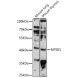 Western Blot - Anti-NPSR1 Antibody (A89859) - Antibodies.com