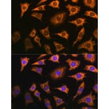 Immunofluorescence - Anti-Pdha2 Antibody (A89860) - Antibodies.com