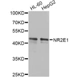 Western Blot - Anti-NR2E1 Antibody (A13361) - Antibodies.com