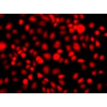 Immunofluorescence - Anti-NR2E1 Antibody (A13361) - Antibodies.com