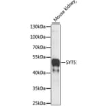 Western Blot - Anti-Synaptotagmin Antibody (A89864) - Antibodies.com