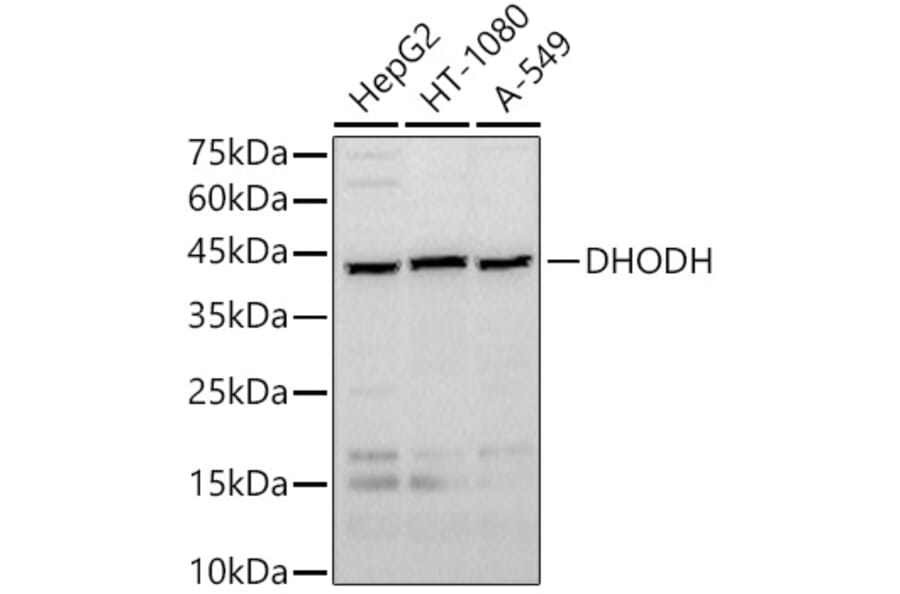 Western Blot - Anti-DHODH Antibody (A89865) - Antibodies.com