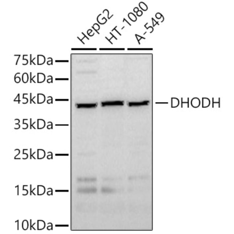 Western Blot - Anti-DHODH Antibody (A89865) - Antibodies.com
