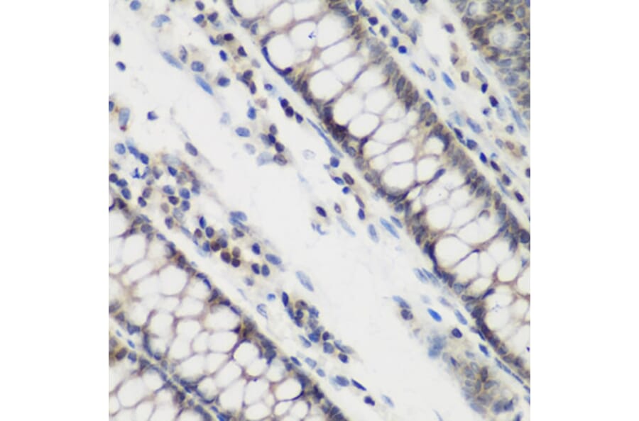 Immunohistochemistry - Anti-DHODH Antibody (A89865) - Antibodies.com