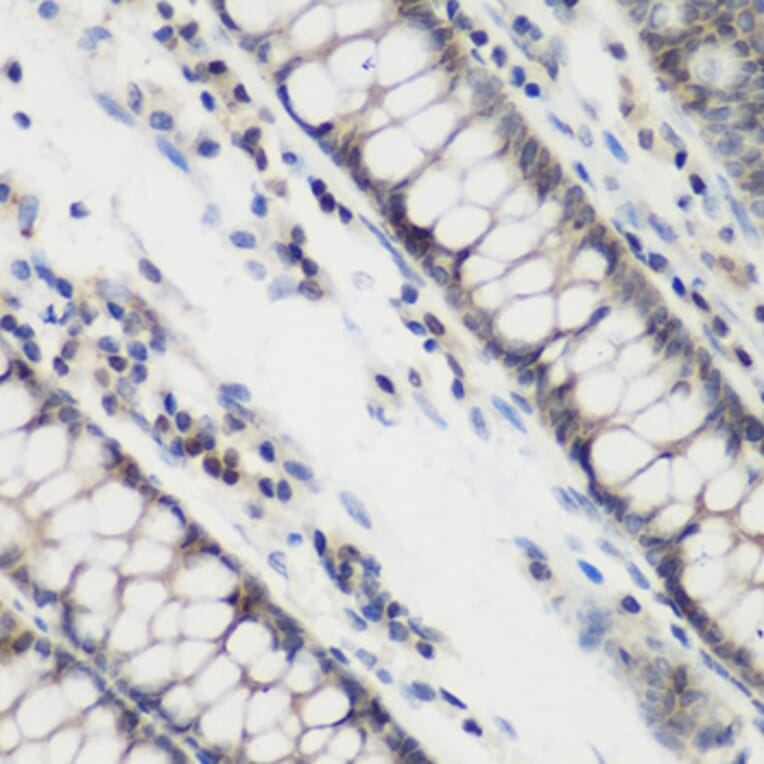 Immunohistochemistry - Anti-DHODH Antibody (A89865) - Antibodies.com