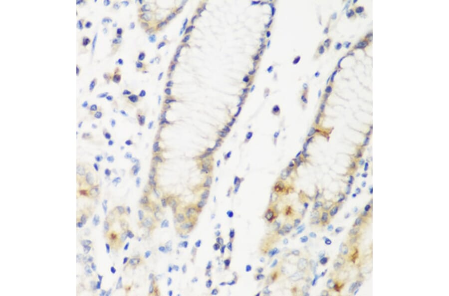 Immunohistochemistry - Anti-DHODH Antibody (A89865) - Antibodies.com