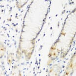 Immunohistochemistry - Anti-DHODH Antibody (A89865) - Antibodies.com