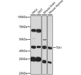 Western Blot - Anti-TIA1 Antibody (A89866) - Antibodies.com