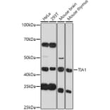 Western Blot - Anti-TIA1 Antibody (A89866) - Antibodies.com