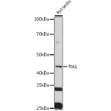 Western Blot - Anti-TIA1 Antibody (A89866) - Antibodies.com