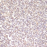 Immunohistochemistry - Anti-TIA1 Antibody (A89866) - Antibodies.com