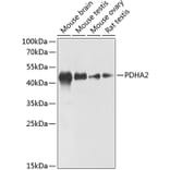Western Blot - Anti-PDHA2 Antibody (A89867) - Antibodies.com