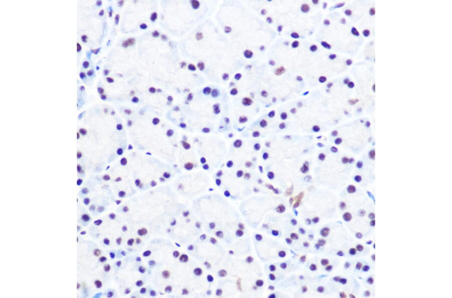 Immunohistochemistry - Anti-NELFe Antibody (A89870) - Antibodies.com