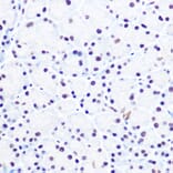 Immunohistochemistry - Anti-NELFe Antibody (A89870) - Antibodies.com