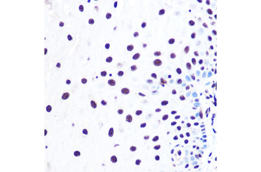 Immunohistochemistry - Anti-NELFe Antibody (A89870) - Antibodies.com
