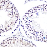 Immunohistochemistry - Anti-NELFe Antibody (A89870) - Antibodies.com