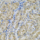 Immunohistochemistry - Anti-SERPINA6 Antibody (A13609) - Antibodies.com