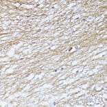 Immunohistochemistry - Anti-SEPT5 Antibody (A89872) - Antibodies.com