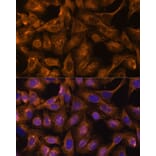 Immunofluorescence - Anti-SEPT5 Antibody (A89872) - Antibodies.com