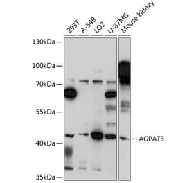 Western Blot - Anti-AGPAT3 Antibody (A89873) - Antibodies.com