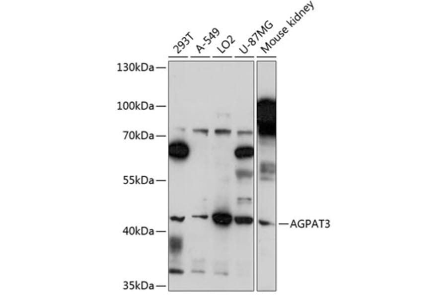 Western Blot - Anti-AGPAT3 Antibody (A89873) - Antibodies.com
