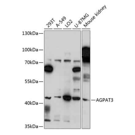 Western Blot - Anti-AGPAT3 Antibody (A89873) - Antibodies.com