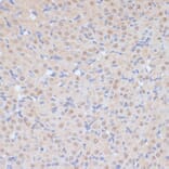 Immunohistochemistry - Anti-Cdk9 Antibody (A89874) - Antibodies.com