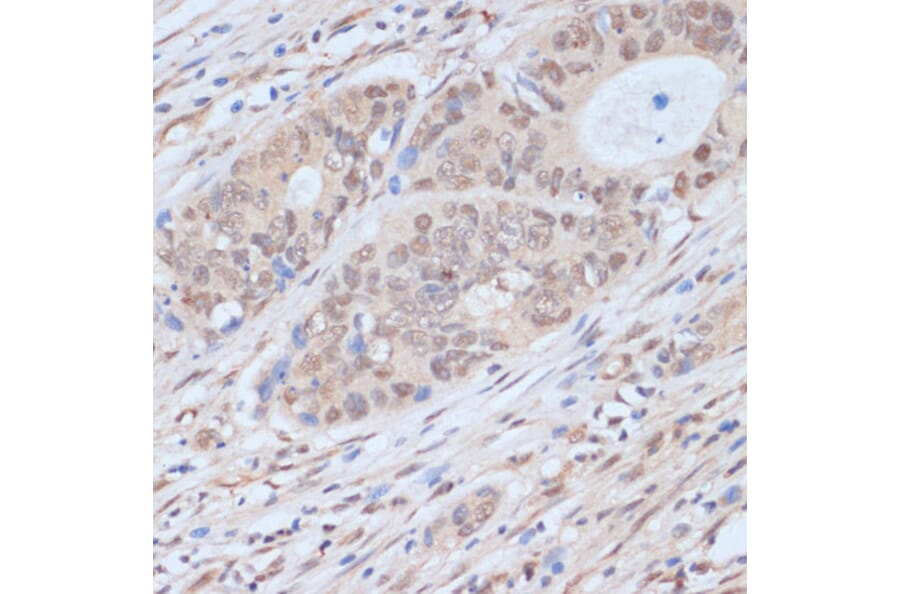 Immunohistochemistry - Anti-Cdk9 Antibody (A89874) - Antibodies.com