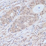 Immunohistochemistry - Anti-Cdk9 Antibody (A89874) - Antibodies.com