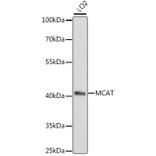 Western Blot - Anti-MT Antibody (A89878) - Antibodies.com