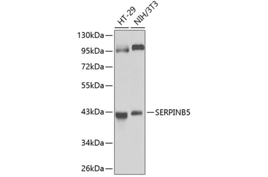 Western Blot - Anti-MASPIN Antibody (A89880) - Antibodies.com