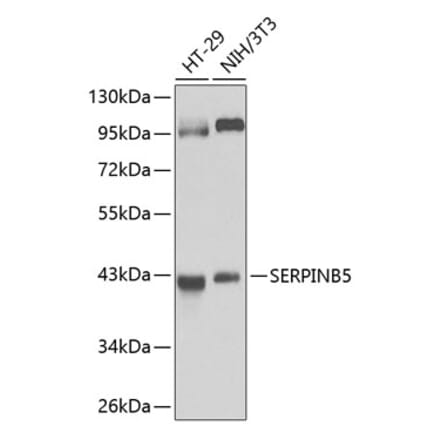 Western Blot - Anti-MASPIN Antibody (A89880) - Antibodies.com