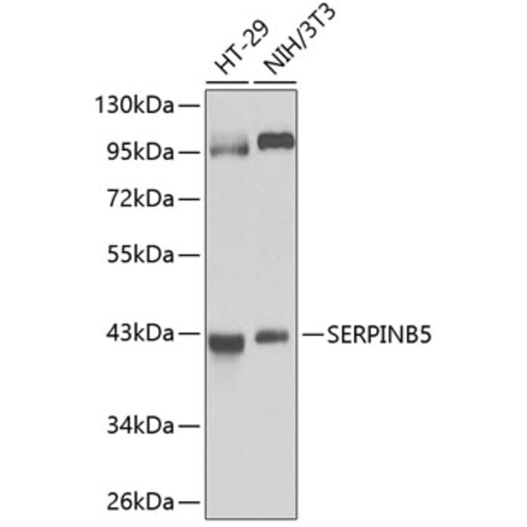 Western Blot - Anti-MASPIN Antibody (A89880) - Antibodies.com