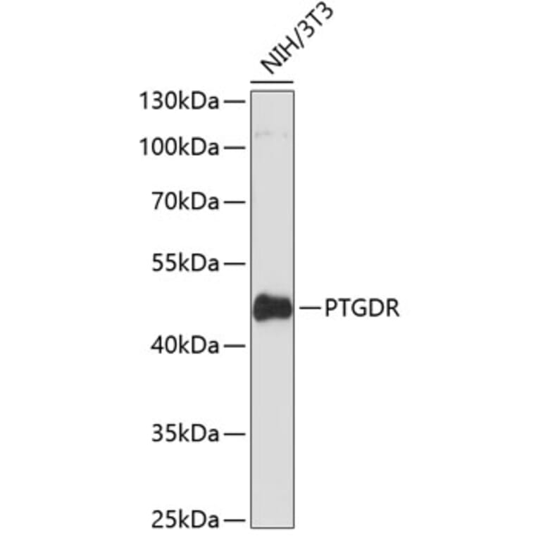 Western Blot - Anti-Prostaglandin D2 Receptor Antibody (A89881) - Antibodies.com