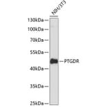 Western Blot - Anti-Prostaglandin D2 Receptor Antibody (A89881) - Antibodies.com