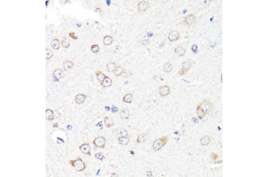 Immunohistochemistry - Anti-RNF149 Antibody (A89882) - Antibodies.com