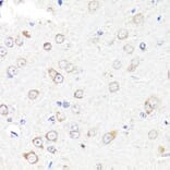 Immunohistochemistry - Anti-RNF149 Antibody (A89882) - Antibodies.com