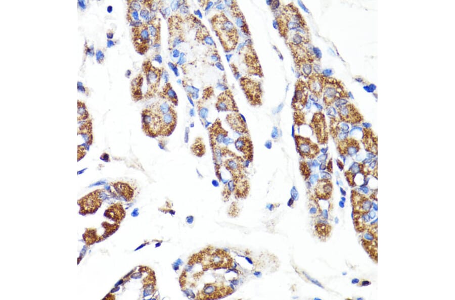 Immunohistochemistry - Anti-RNF149 Antibody (A89882) - Antibodies.com