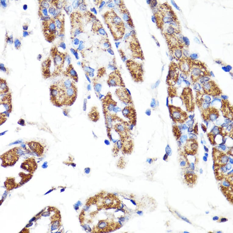 Immunohistochemistry - Anti-RNF149 Antibody (A89882) - Antibodies.com