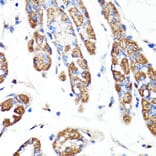 Immunohistochemistry - Anti-RNF149 Antibody (A89882) - Antibodies.com