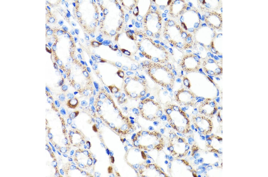 Immunohistochemistry - Anti-RNF149 Antibody (A89882) - Antibodies.com
