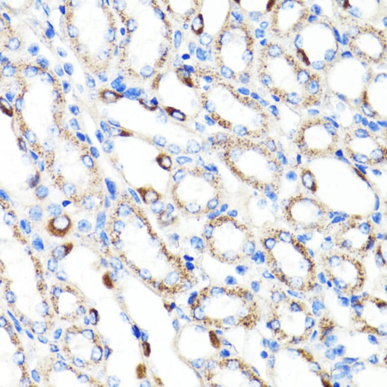 Immunohistochemistry - Anti-RNF149 Antibody (A89882) - Antibodies.com