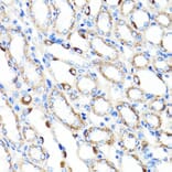 Immunohistochemistry - Anti-RNF149 Antibody (A89882) - Antibodies.com