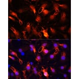 Immunofluorescence - Anti-RNF149 Antibody (A89882) - Antibodies.com