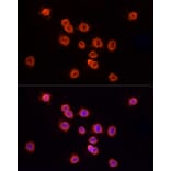 Immunofluorescence - Anti-YKL-40/CHI3L1 Antibody (A89883) - Antibodies.com