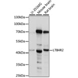 Western Blot - Anti-Leukotriene B4 Receptor 2 Antibody (A89884) - Antibodies.com