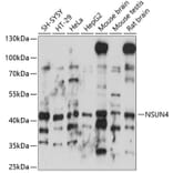 Western Blot - Anti-NSUN4 Antibody (A89885) - Antibodies.com