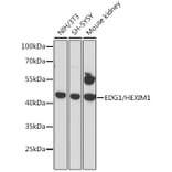 Western Blot - Anti-S1P1/EDG1 Antibody (A89888) - Antibodies.com